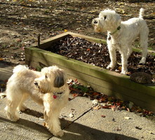 Jimmy and Rufus watching near garden 11-2004